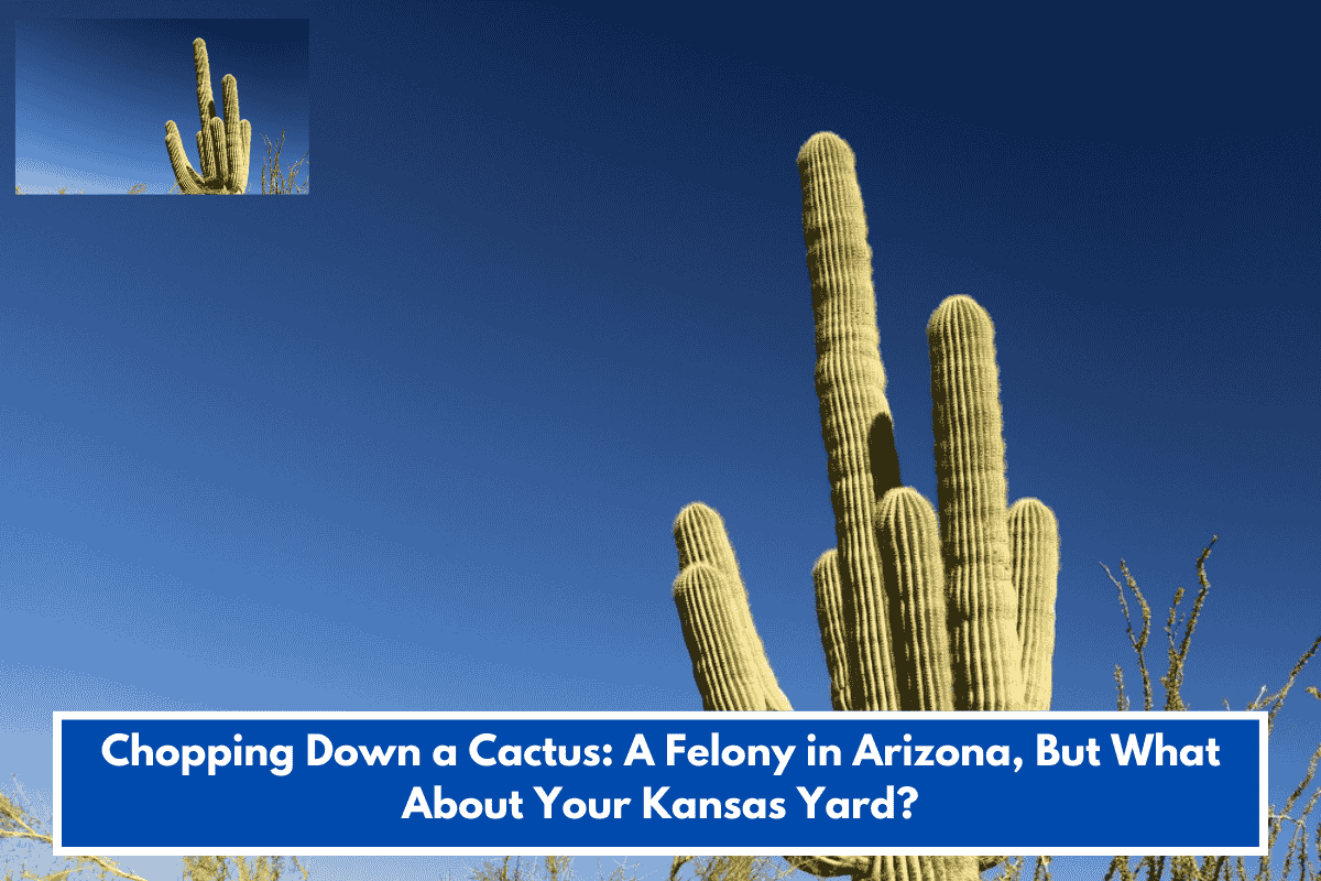 Chopping Down a Cactus: A Felony in Arizona, But What About Your Kansas Yard?