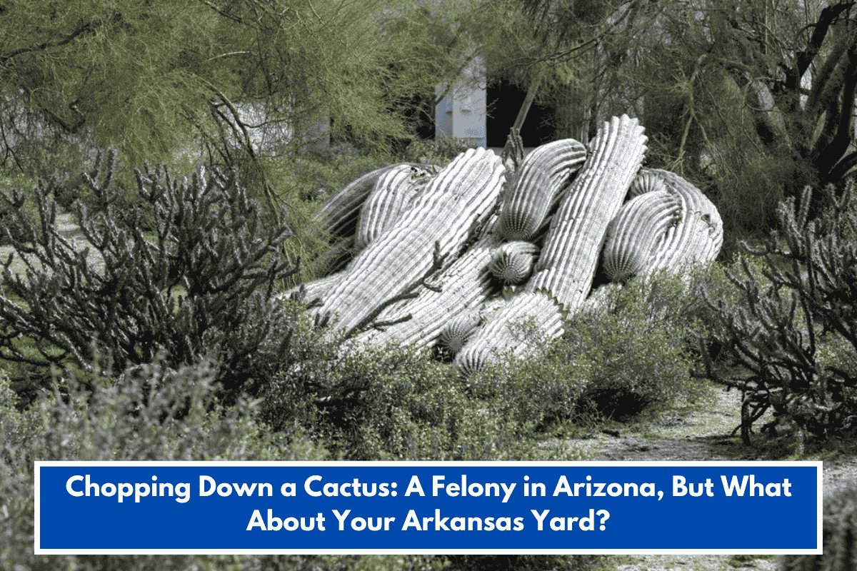 Chopping Down a Cactus: A Felony in Arizona, But What About Your Arkansas Yard?