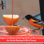 SCDNR begins tracking wintering birds in the Lowcountry for the Great Backyard Bird Count.