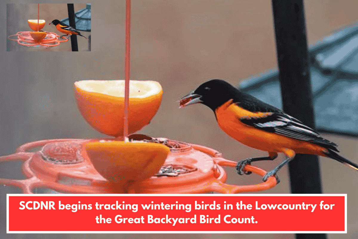 SCDNR begins tracking wintering birds in the Lowcountry for the Great Backyard Bird Count.