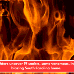 Firefighters uncover 19 snakes, some venomous, inside a blazing South Carolina home.