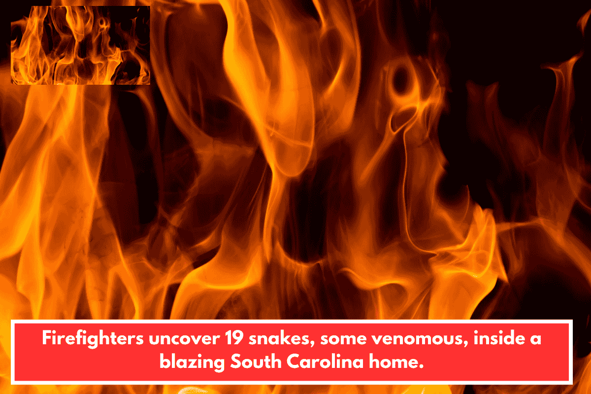 Firefighters uncover 19 snakes, some venomous, inside a blazing South Carolina home.