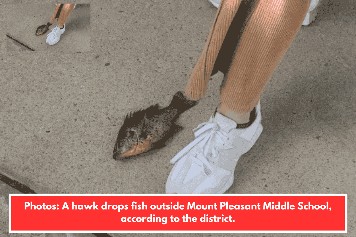 Photos: A hawk drops fish outside Mount Pleasant Middle School, according to the district.