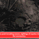 During the peak breeding season, sightings of coyotes rise across the Lowcountry.