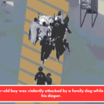 A one-year-old boy was violently attacked by a family dog while changing his diaper.