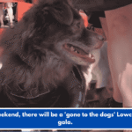 This weekend, there will be a 'gone to the dogs' Lowcountry gala.