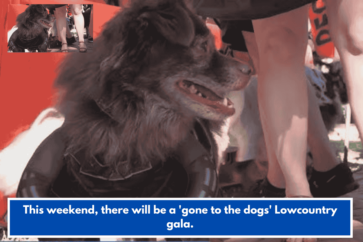 This weekend, there will be a 'gone to the dogs' Lowcountry gala.