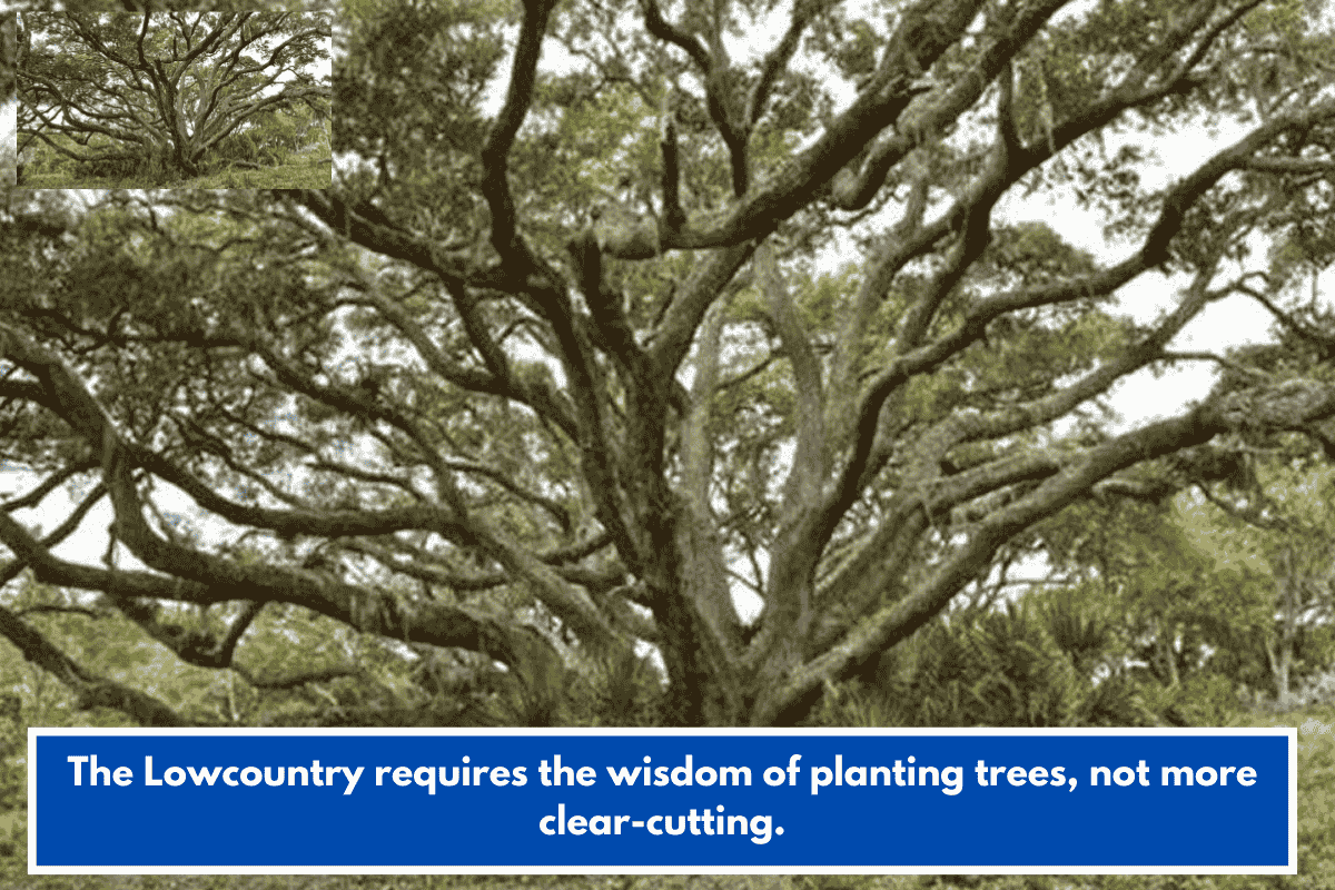 The Lowcountry requires the wisdom of planting trees, not more clear-cutting.