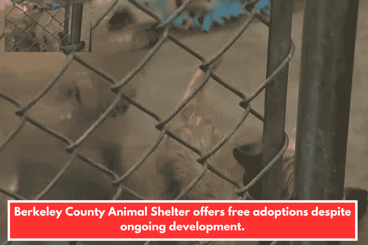 Berkeley County Animal Shelter offers free adoptions despite ongoing development.