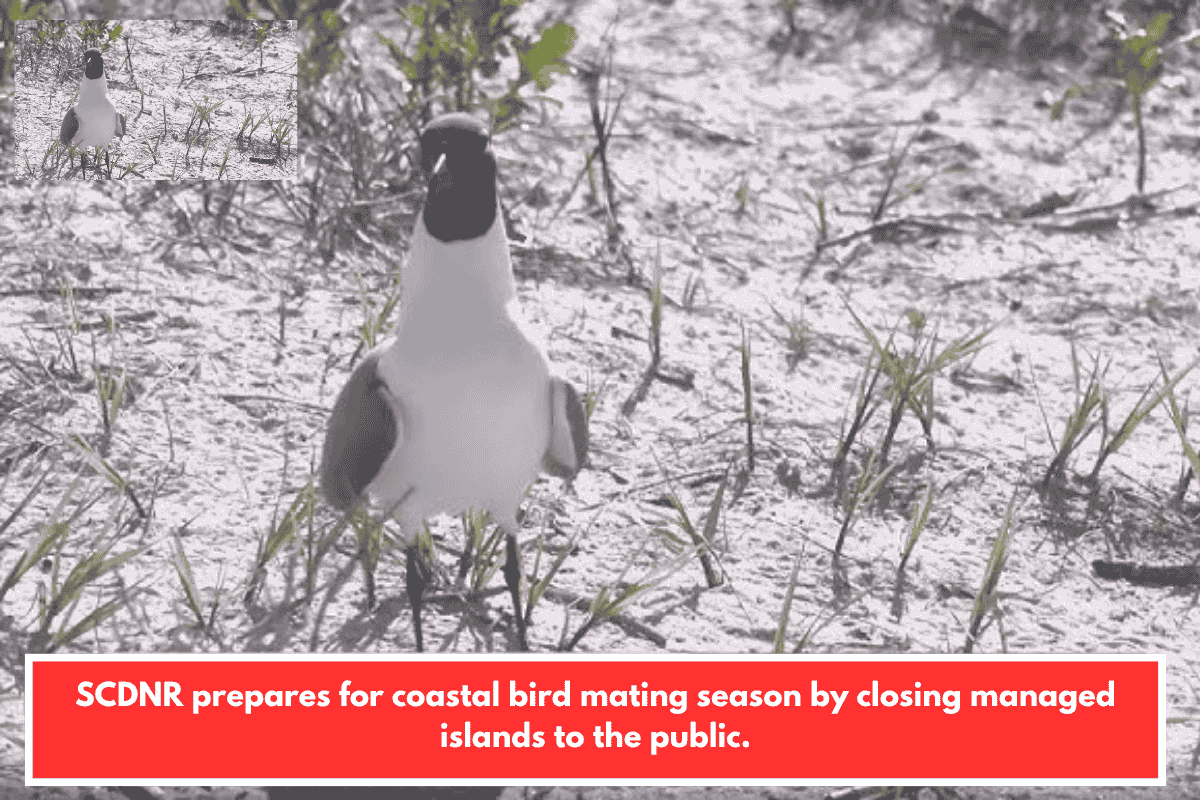 SCDNR prepares for coastal bird mating season by closing managed islands to the public.