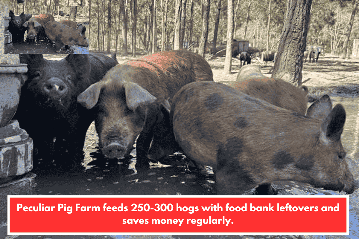 Peculiar Pig Farm feeds 250-300 hogs with food bank leftovers and saves money regularly.