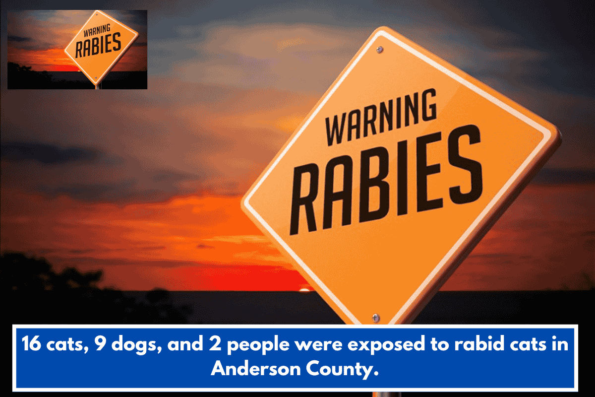 16 cats, 9 dogs, and 2 people were exposed to rabid cats in Anderson County.