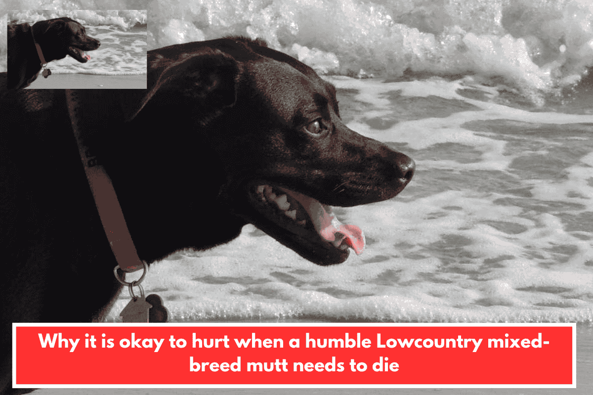 Why it is okay to hurt when a humble Lowcountry mixed-breed mutt needs to die