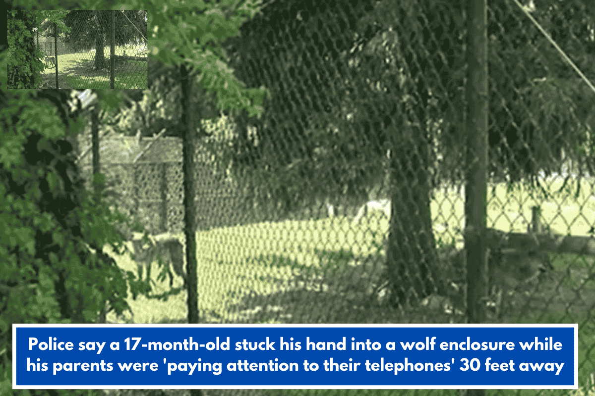 Police say a 17-month-old stuck his hand into a wolf enclosure while his parents were 'paying attention to their telephones' 30 feet away