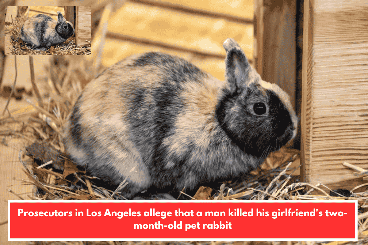 Prosecutors in Los Angeles allege that a man killed his girlfriend's two-month-old pet rabbit