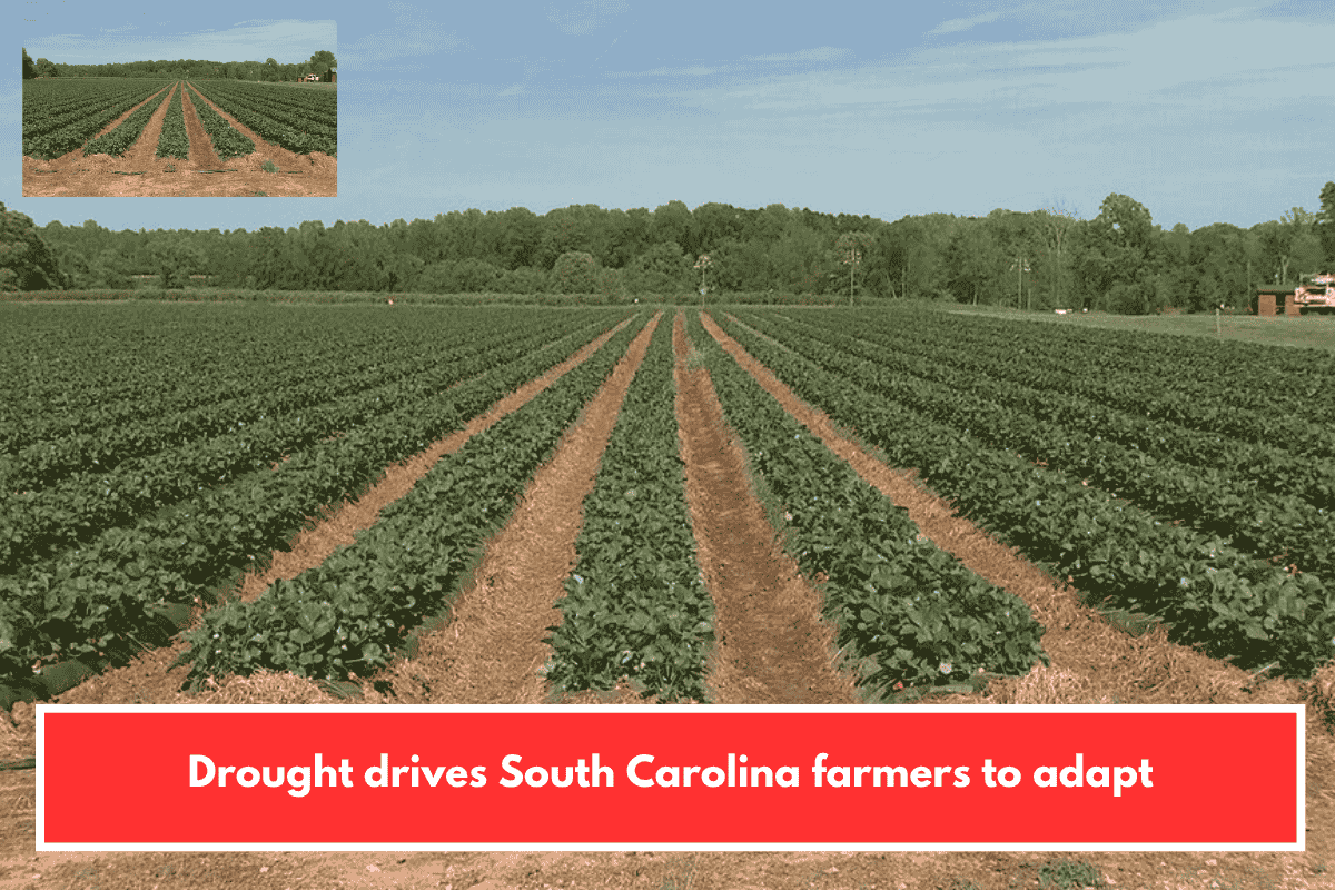 Drought drives South Carolina farmers to adapt