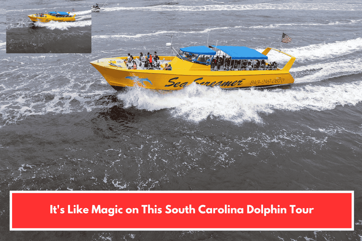 It's Like Magic on This South Carolina Dolphin Tour