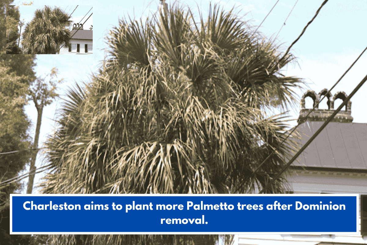 Charleston aims to plant more Palmetto trees after Dominion removal.