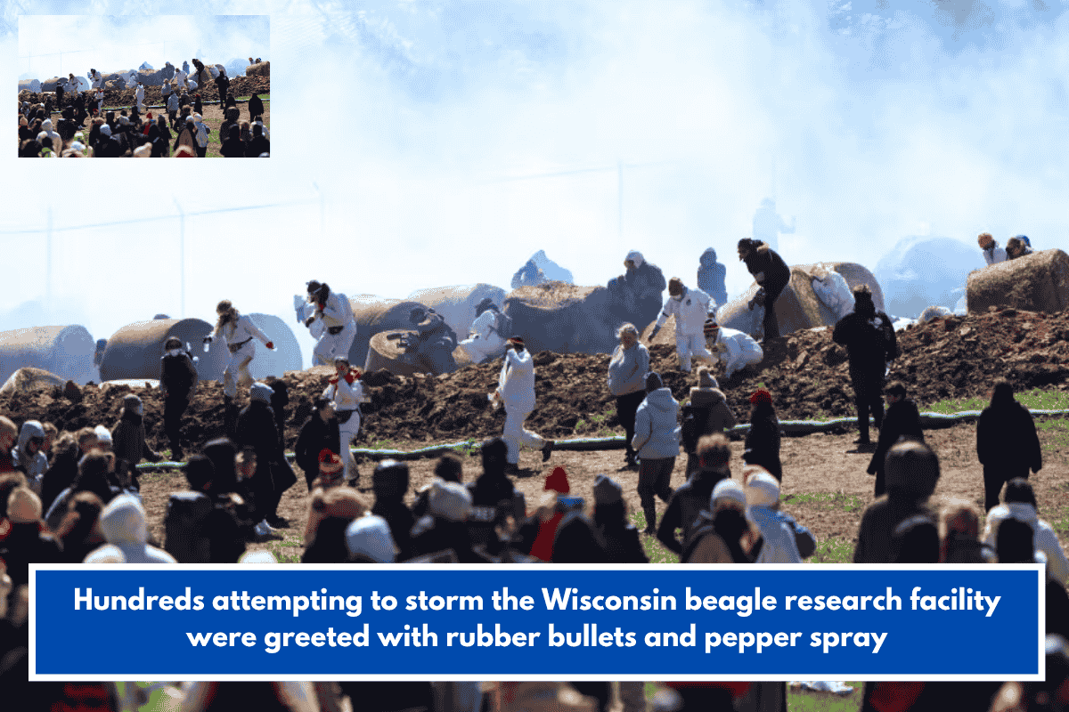 Hundreds attempting to storm the Wisconsin beagle research facility were greeted with rubber bullets and pepper spray