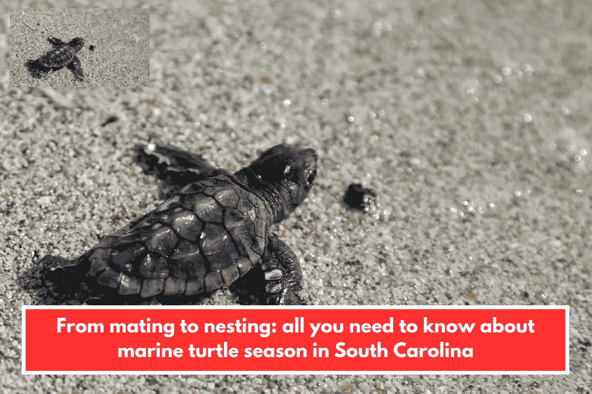 From mating to nesting: all you need to know about marine turtle season in South Carolina