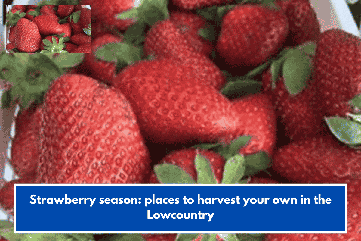 Strawberry season: places to harvest your own in the Lowcountry