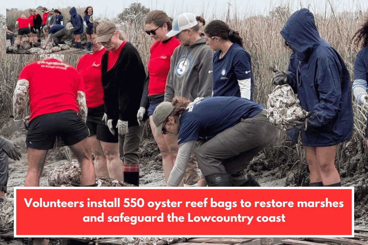 Volunteers install 550 oyster reef bags to restore marshes and safeguard the Lowcountry coast