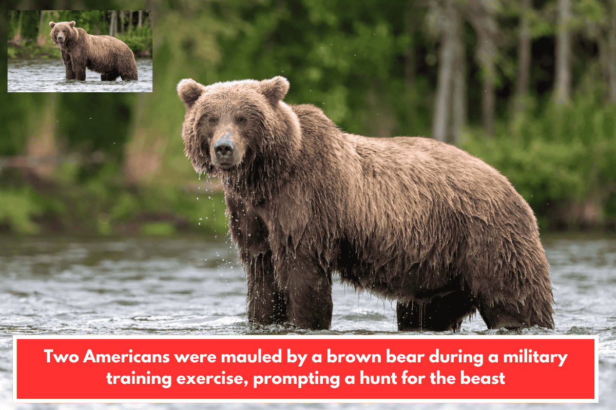 Two Americans were mauled by a brown bear during a military training exercise, prompting a hunt for the beast