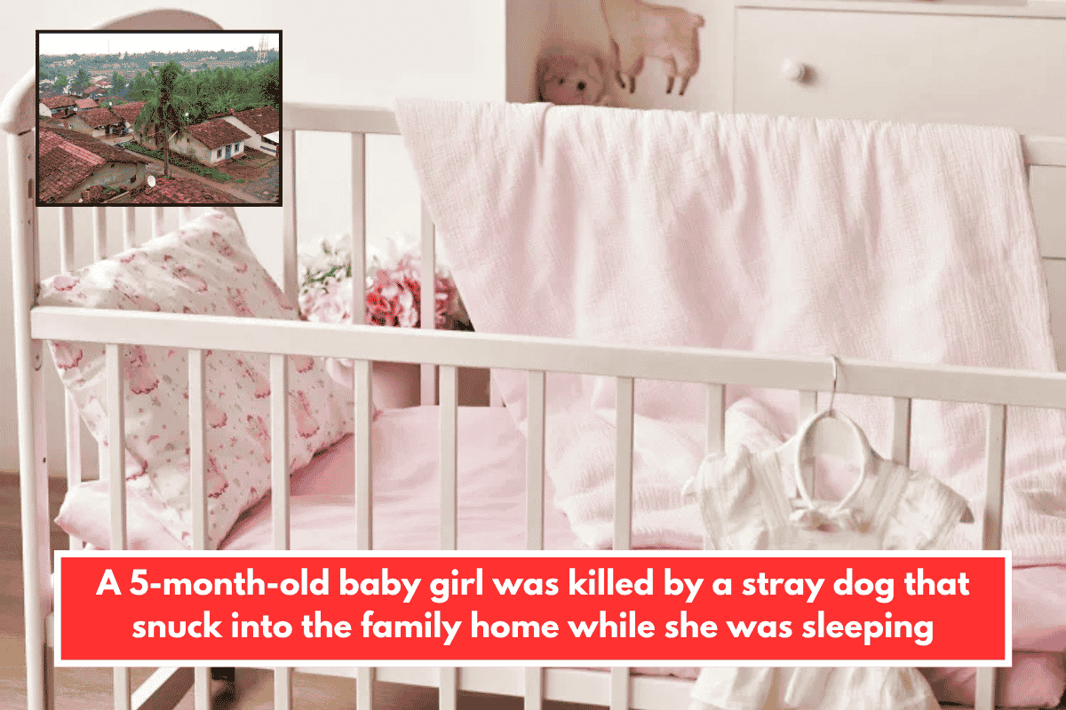 A 5-month-old baby girl was killed by a stray dog that snuck into the family home while she was sleeping