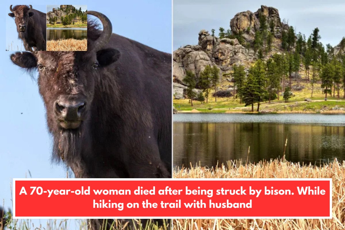 A 70-year-old woman died after being struck by bison. While hiking on the trail with husband