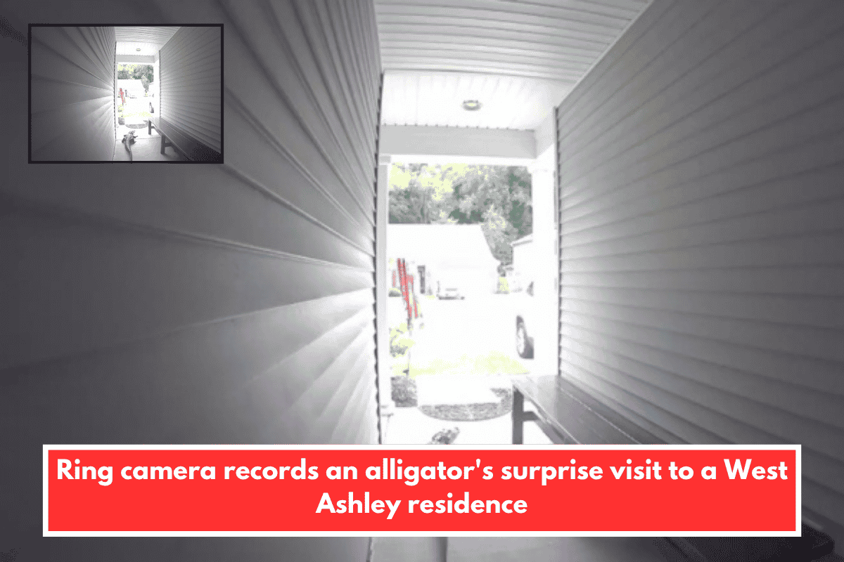 Ring camera records an alligator's surprise visit to a West Ashley residence