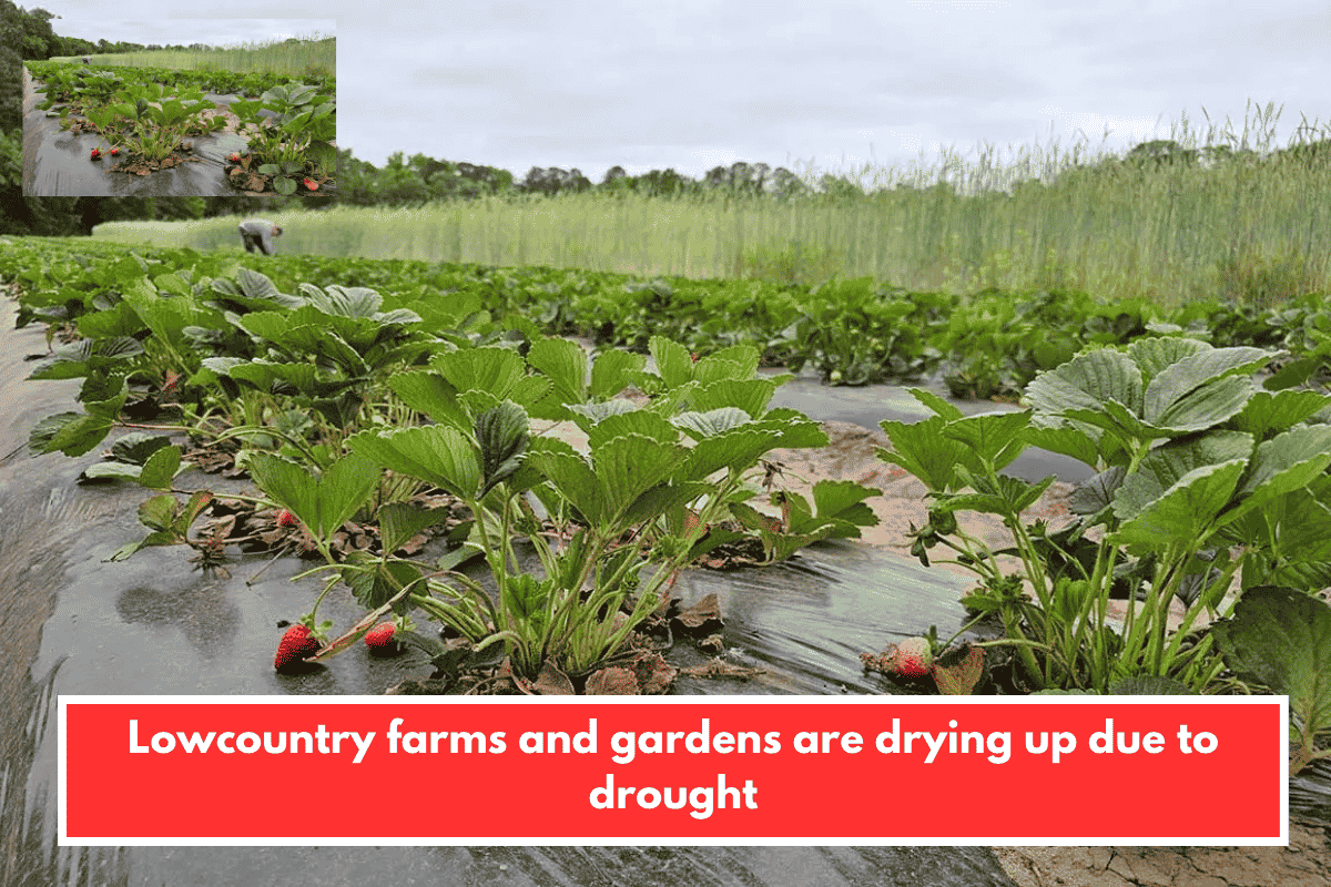Lowcountry farms and gardens are drying up due to drought