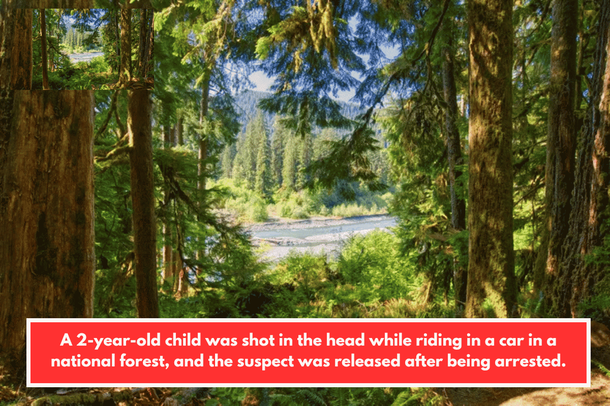 A 2-year-old child was shot in the head while riding in a car in a national forest, and the suspect was released after being arrested.