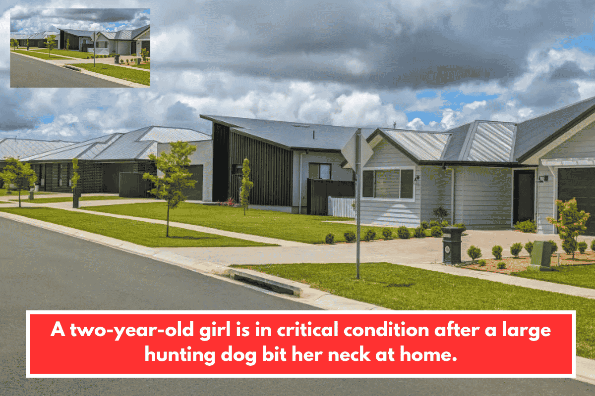 A two-year-old girl is in critical condition after a large hunting dog bit her neck at home.