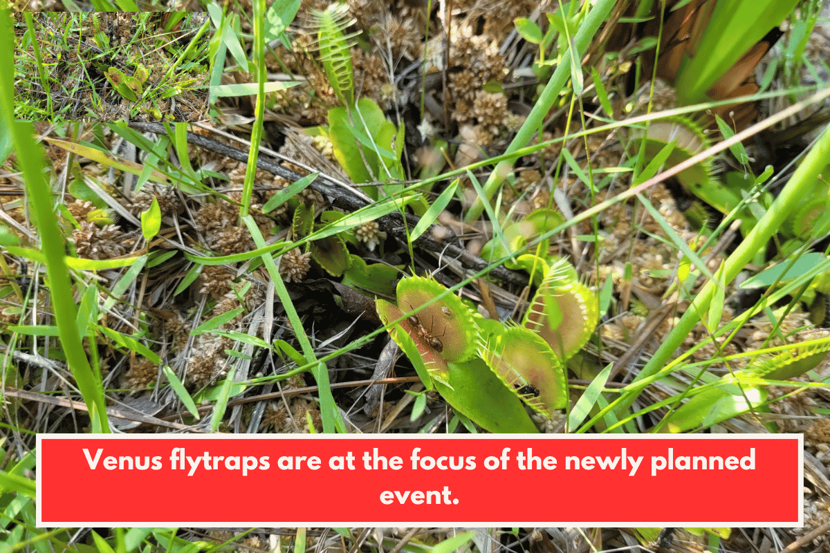 Venus flytraps are at the focus of the newly planned event.