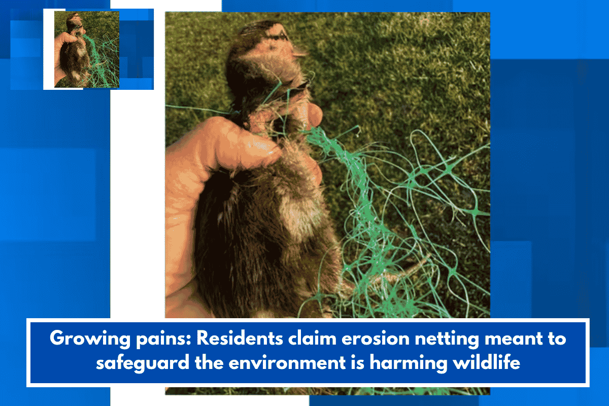 Growing pains: Residents claim erosion netting meant to safeguard the environment is harming wildlife