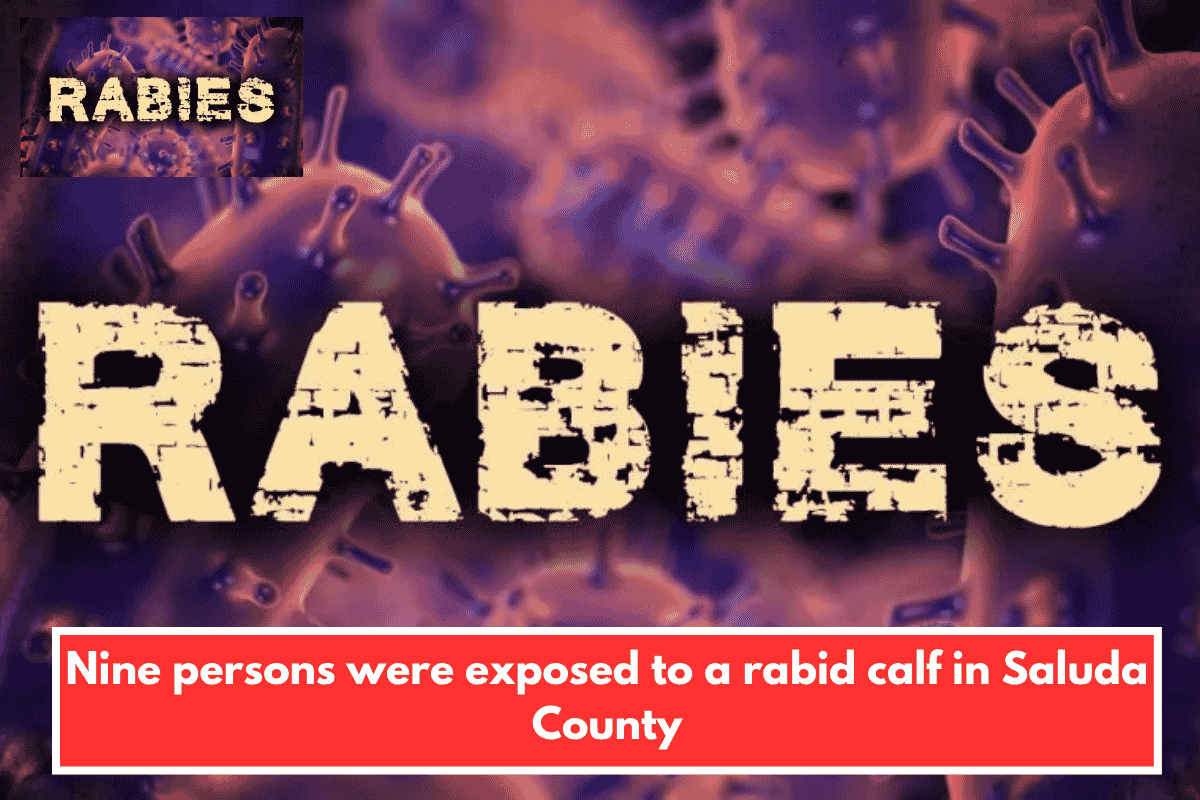 Nine persons were exposed to a rabid calf in Saluda County
