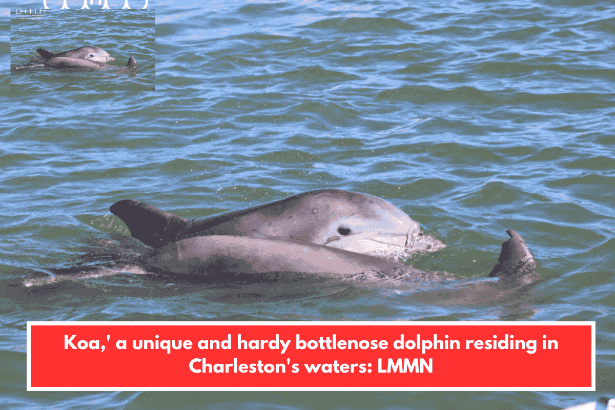 Koa,' a unique and hardy bottlenose dolphin residing in Charleston's waters: LMMN