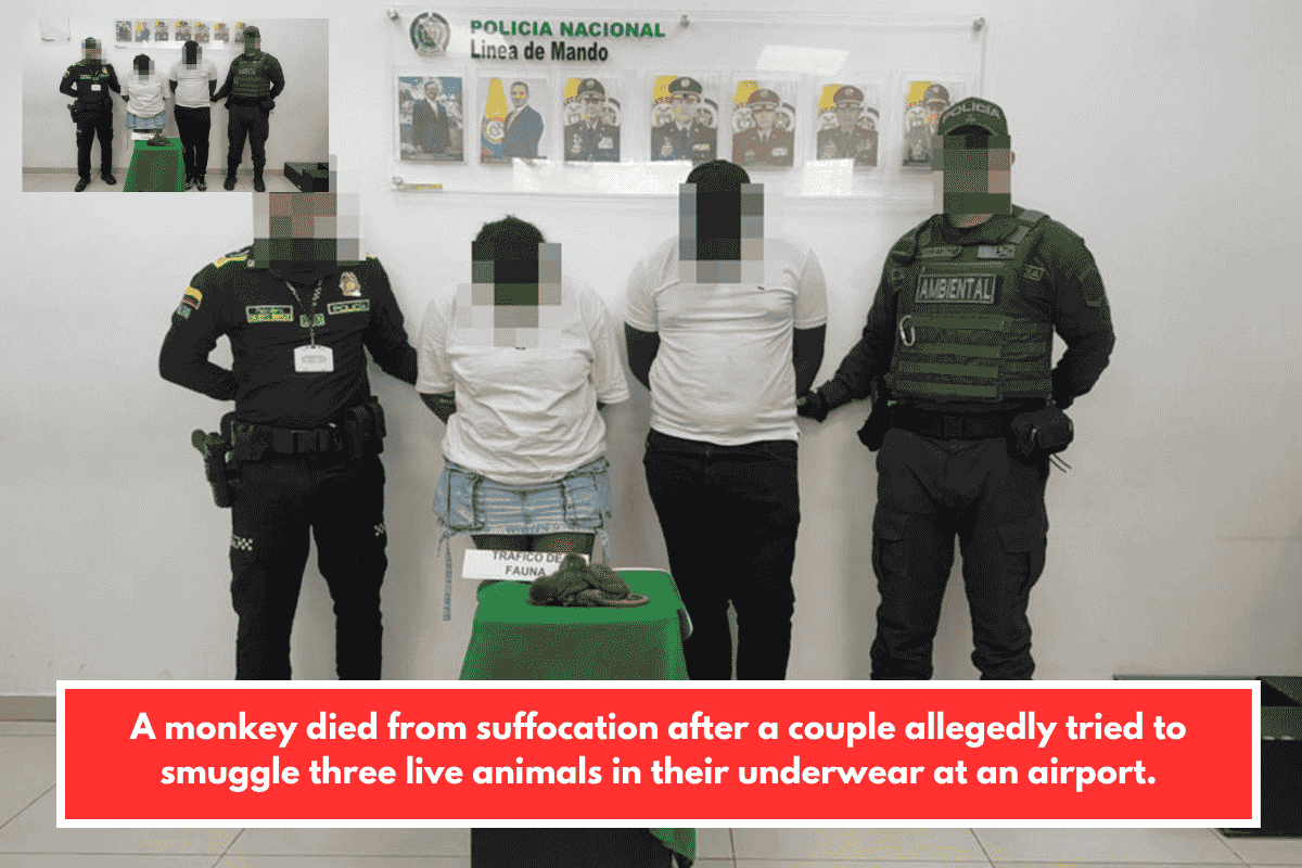 A monkey died from suffocation after a couple allegedly tried to smuggle three live animals in their underwear at an airport.