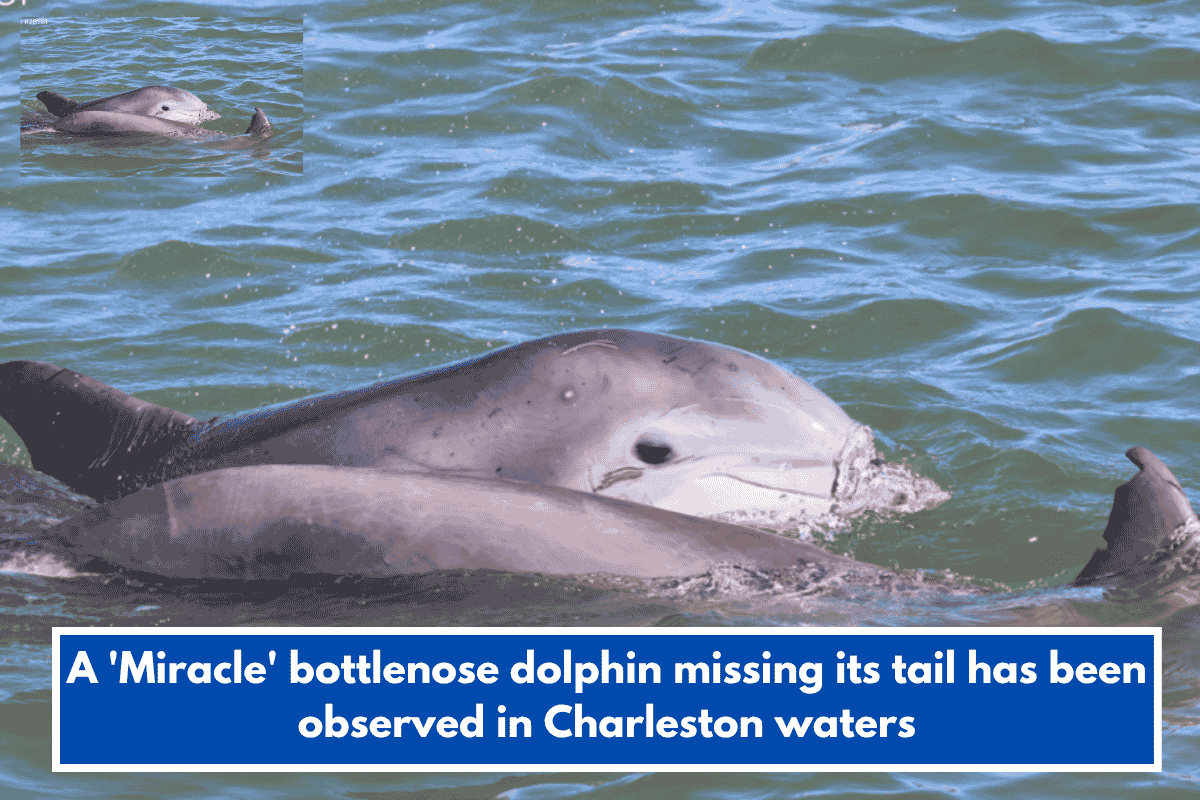 A 'Miracle' bottlenose dolphin missing its tail has been observed in Charleston waters