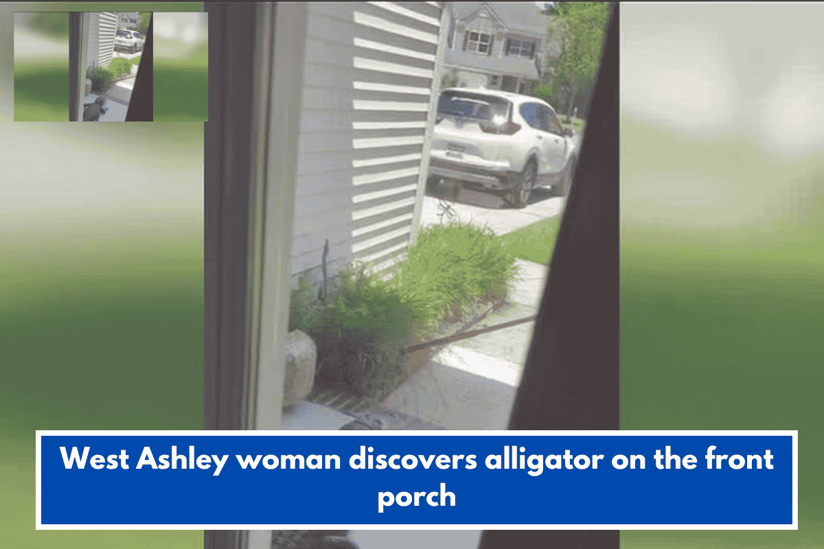 West Ashley woman discovers alligator on the front porch