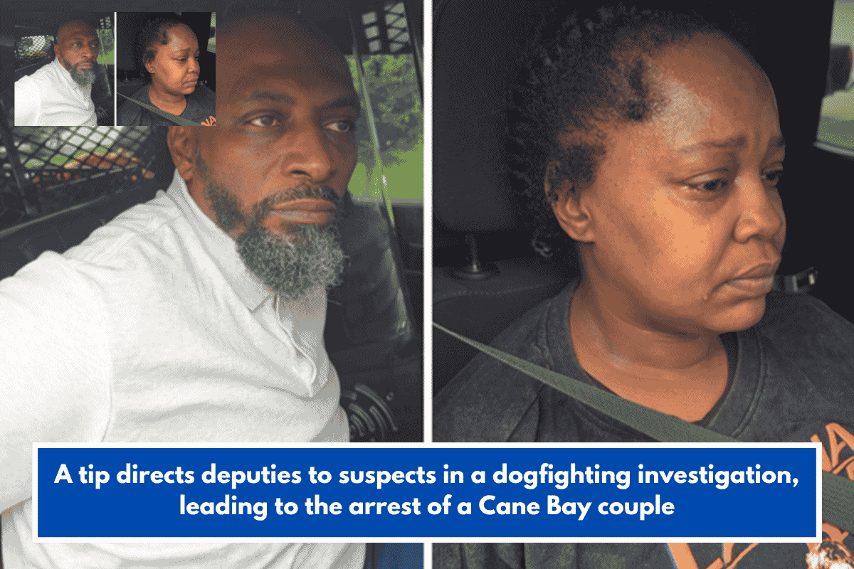 A tip directs deputies to suspects in a dogfighting investigation, leading to the arrest of a Cane Bay couple
