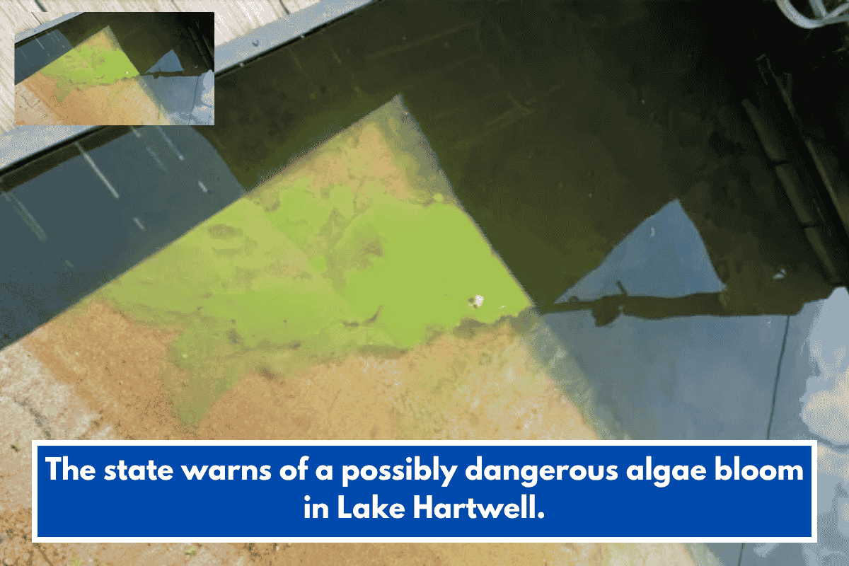 The state warns of a possibly dangerous algae bloom in Lake Hartwell