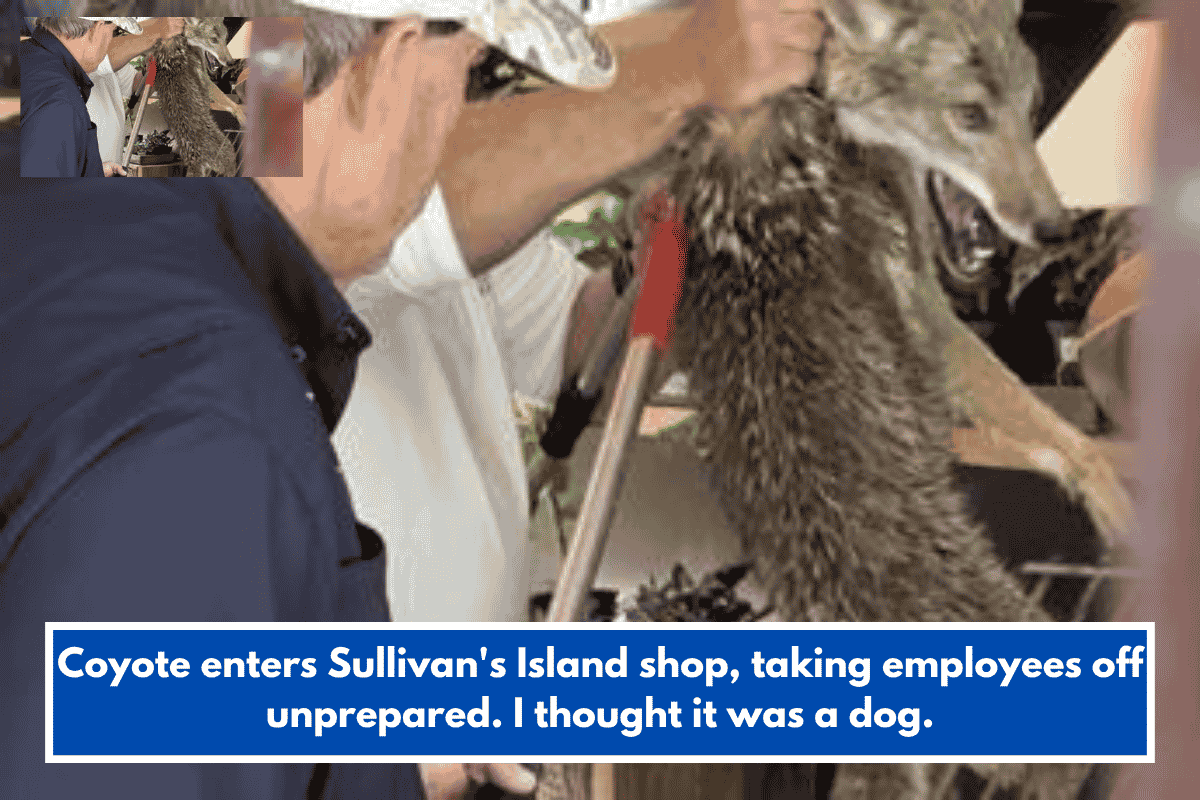 Coyote enters Sullivan's Island shop, taking employees off unprepared. I thought it was a dog.