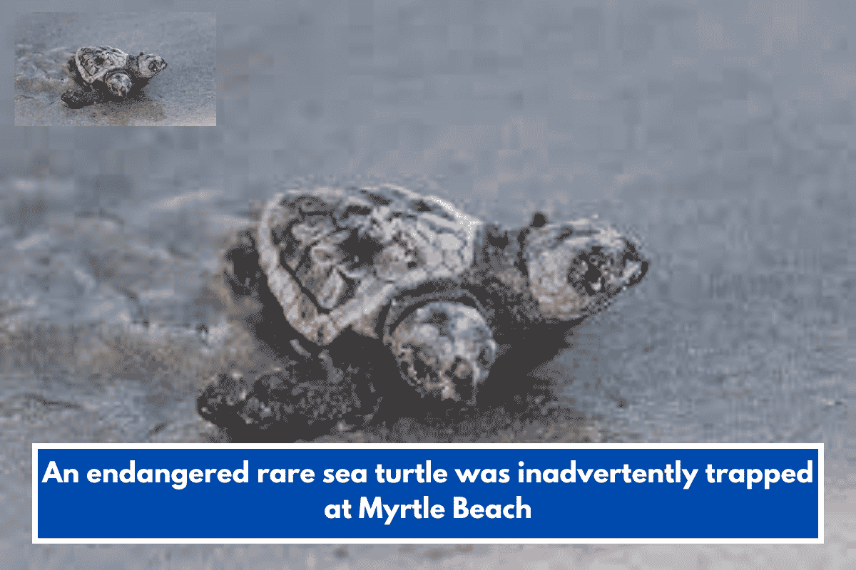 An endangered rare sea turtle was inadvertently trapped at Myrtle Beach
