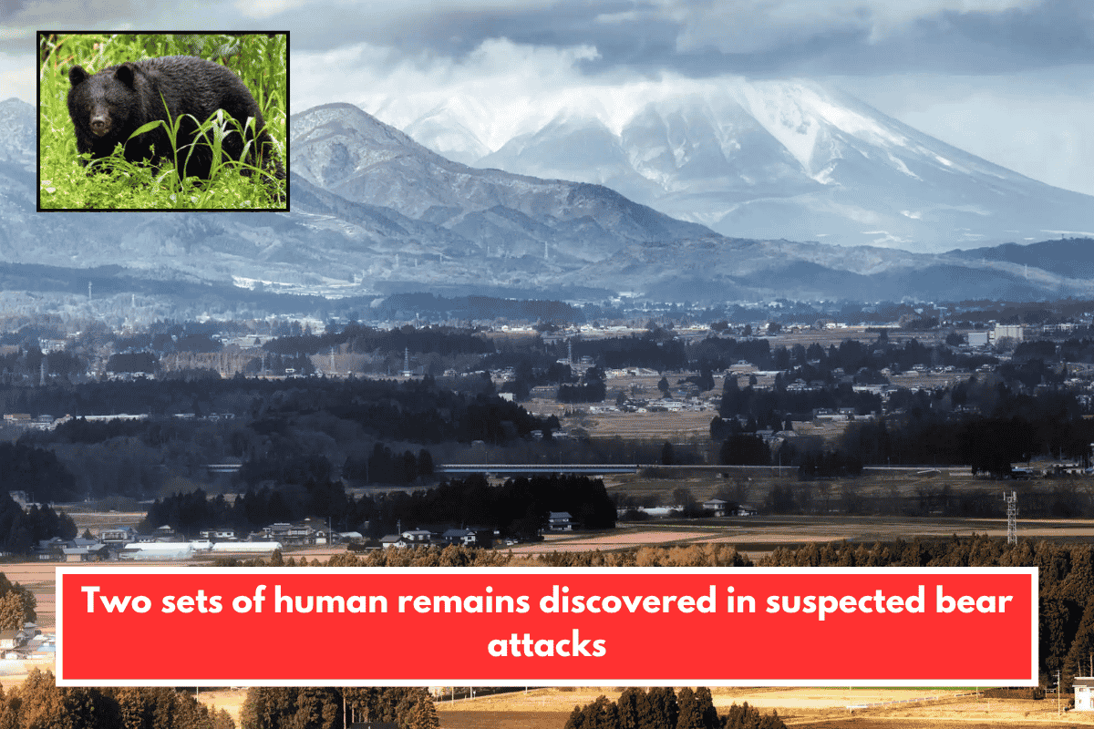 Two sets of human remains discovered in suspected bear attacks