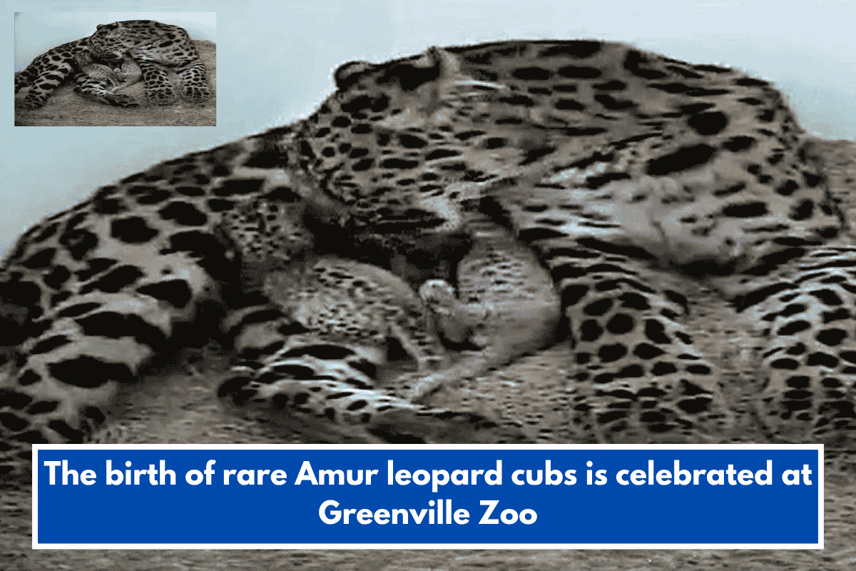 The birth of rare Amur leopard cubs is celebrated at Greenville Zoo