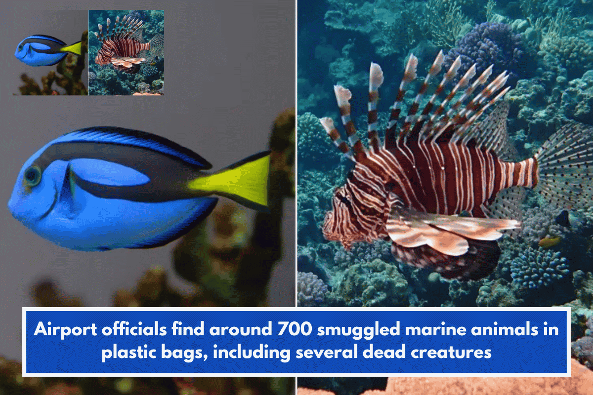 Airport officials find around 700 smuggled marine animals in plastic bags, including several dead creatures