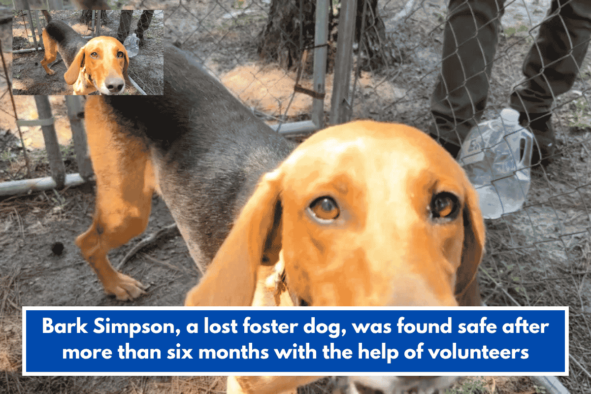 Bark Simpson, a lost foster dog, was found safe after more than six months with the help of volunteers
