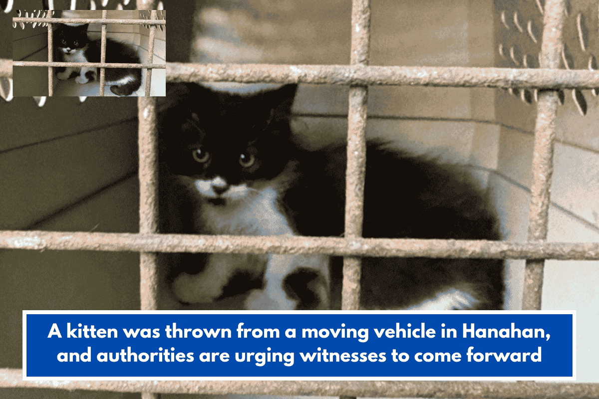 A kitten was thrown from a moving vehicle in Hanahan, and authorities are urging witnesses to come forward