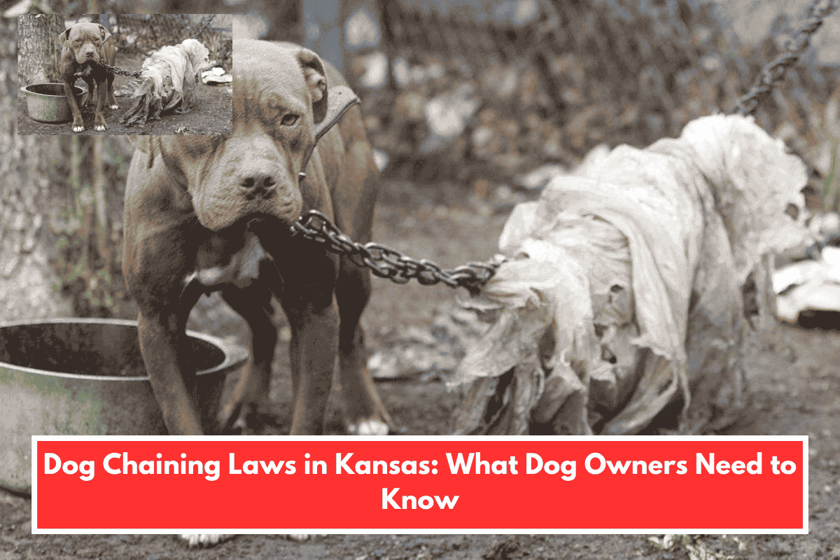 Dog Chaining Laws in Kansas: What Dog Owners Need to Know